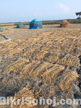 বিচেলী বিক্রি কম দামে